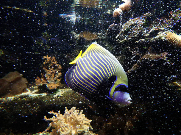 Emperador Angelfish en el arrecife de coral
 - Foto, imagen