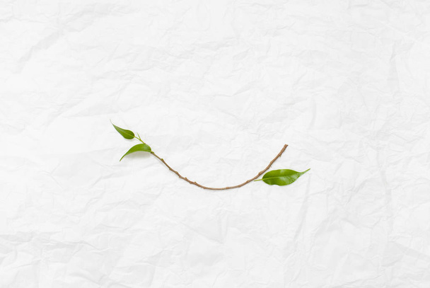 A branch of a tree on a white rumpled background - Foto, immagini