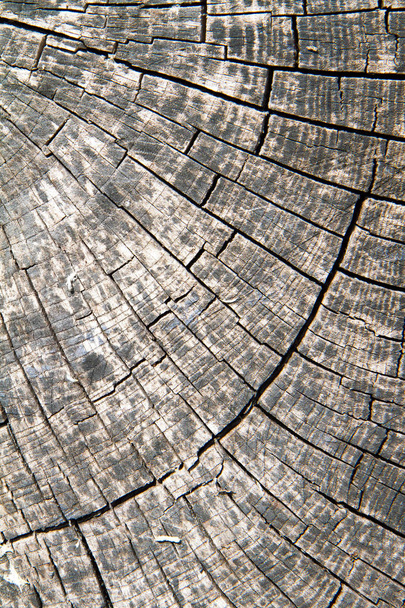 Tree trunk close up - Foto, imagen