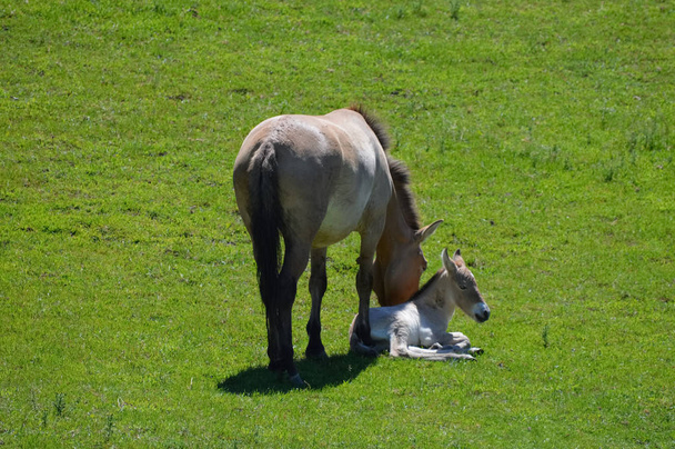 Luonnonvarainen aasialainen hevonen
 - Valokuva, kuva
