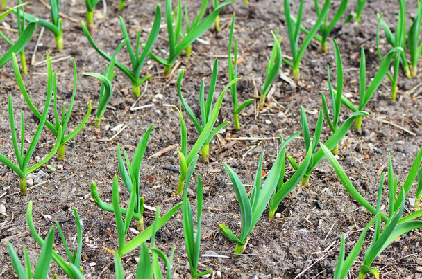 Garlic growing in the garden closeup - Фото, изображение