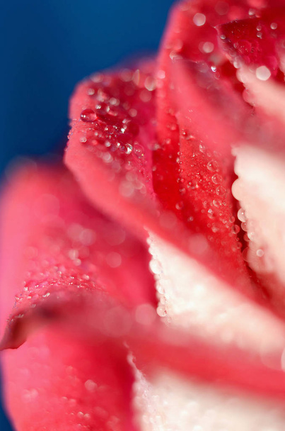 rose bud with droplets - Photo, Image