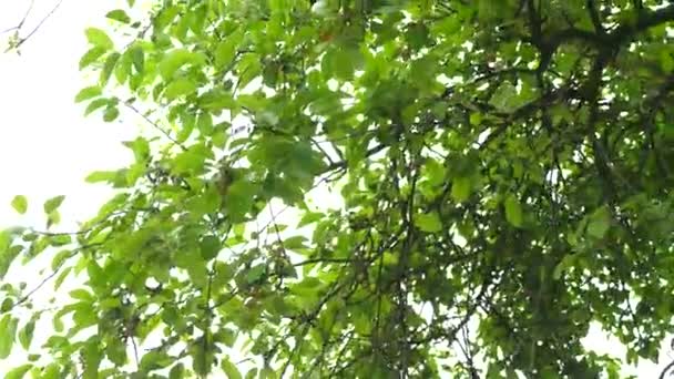 Beautiful view of light shining through summer leaves of oak tree in forest. Lush, bright green leaves on blue sky background. Bright spring backdrop with many leaves. Sunny day. View from bottom up - Footage, Video