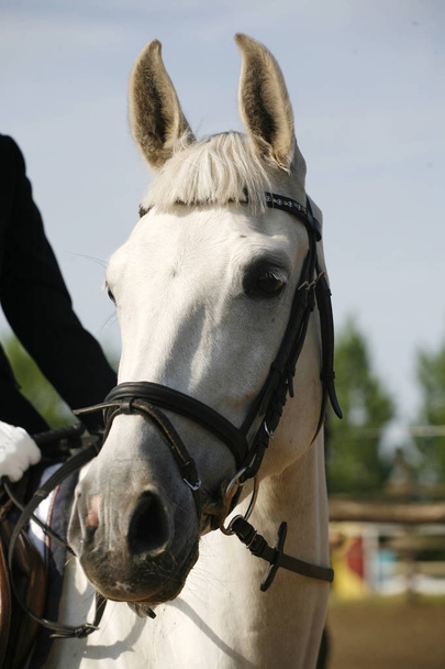 Primer plano de un caballo joven en el evento de salto espectáculo
 - Foto, Imagen