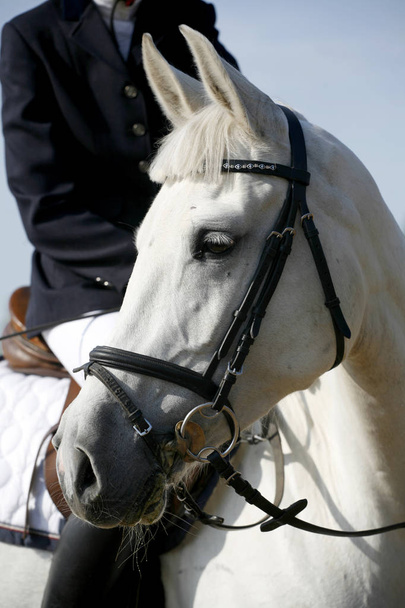 Cabeza de un hermoso caballo de salto de pura raza en acción
 - Foto, Imagen