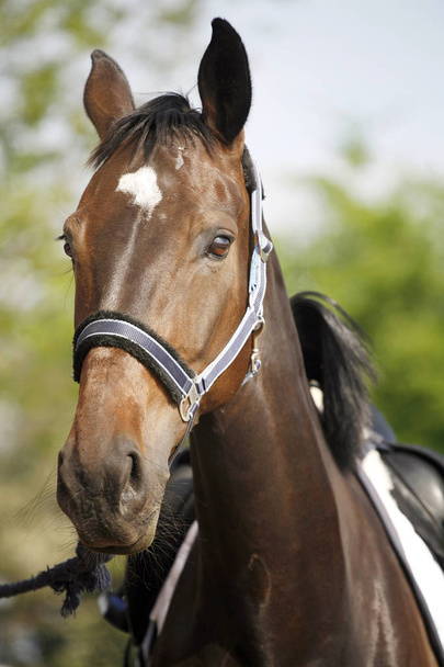 Gyönyörű sport ló feje Közelkép a díjugrató esemény - Fotó, kép