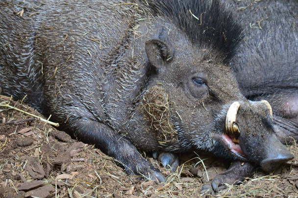 Cerdo verruga Visayan
 - Foto, Imagen