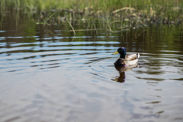 summer duck swims in the pond - Фото, зображення