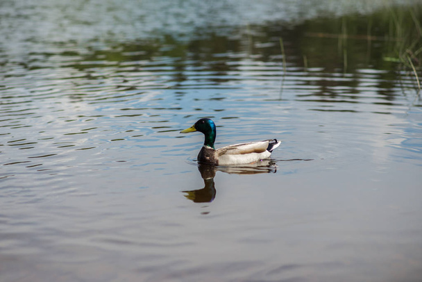summer duck swims in the pond - Foto, Imagem