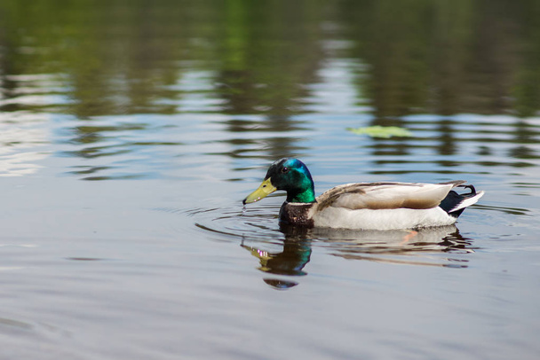 summer duck swims in the pond - Foto, Imagen