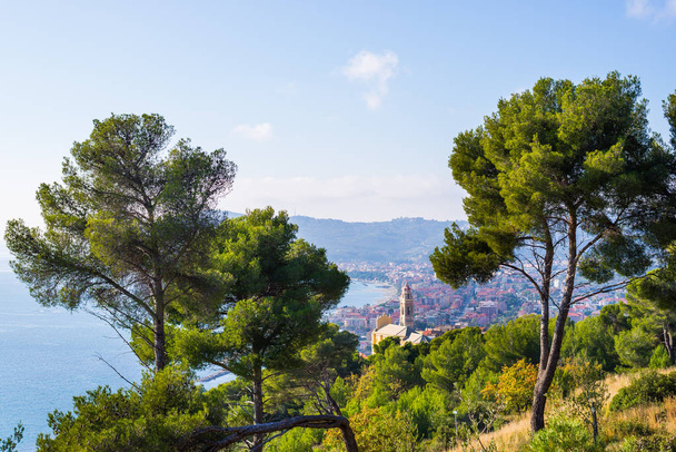 Olives tree and maritime pine grove high up on the hilly coastline of Liguria, Italy. The bay of Cervo historical village and Diano Marina in the distance with deep blue sea, famous travel destination - Photo, Image