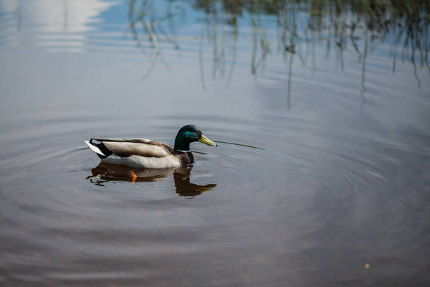 summer duck swims in the pond - Foto, Imagen