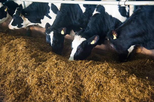 Vacas en una granja. Vacas lecheras. Cobertizo - Foto, imagen