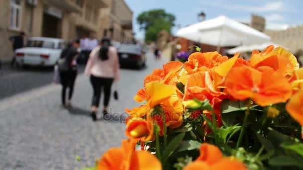Красиві квіти помаранчевий Петунія в квітнику на вулиці міста Баку, Азербайджан - Кадри, відео