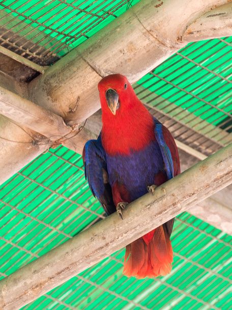 Mulher do grande papagaio verde - Eclectus roratus - está sentado
 - Foto, Imagem