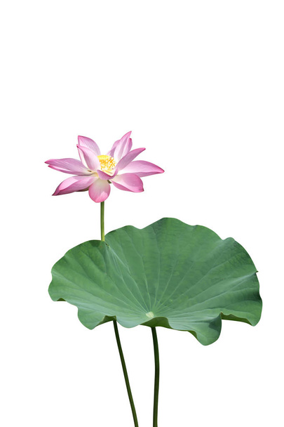 flor de loto rosa están floreciendo
 - Foto, imagen