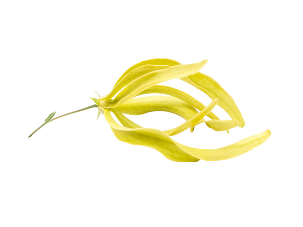 Desmos chinensis flower - Photo, image