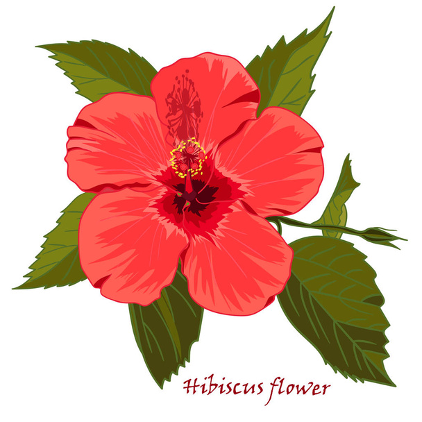 白地に孤立した写実的な手描きのハイビスカスの花. - ベクター画像