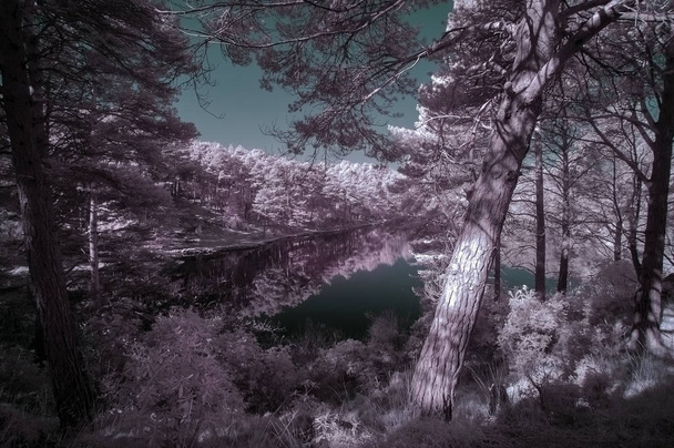 Mooie valse kleur surrealistisch infrarood landschap foto meer een - Foto, afbeelding