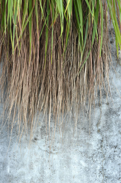 Weed grass on concrete wall - Photo, Image