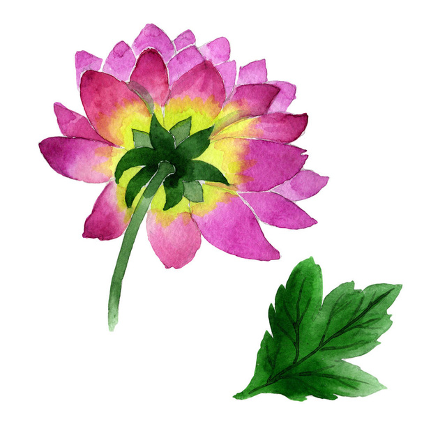 Flor dália Wildflower em um estilo aquarela isolado
. - Foto, Imagem
