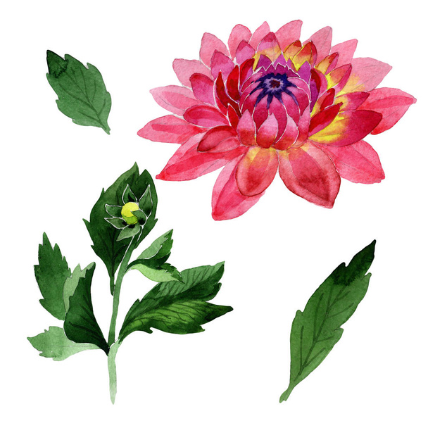 Wildflower dahlia flower in a watercolor style isolated. - Foto, Imagen