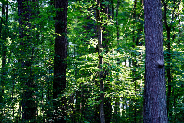 groene bos met boomstammen in de zomer - Foto, afbeelding