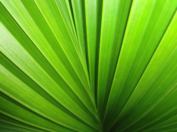 Green leaf - Photo, Image