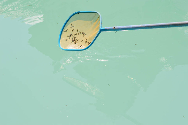 limpador de piscina líquido com vara azul - Foto, Imagem