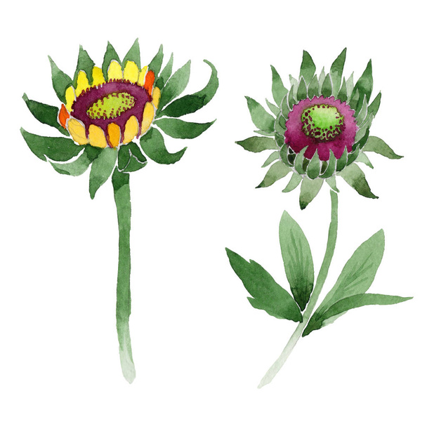 Wildflower Gaillardia flower in a watercolor style isolated. - Photo, Image