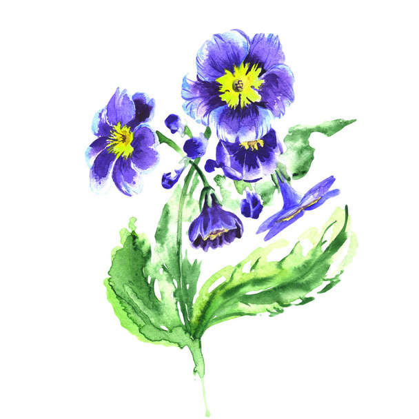 Wildblume Viola Blume in einem Aquarell-Stil isoliert. - Foto, Bild