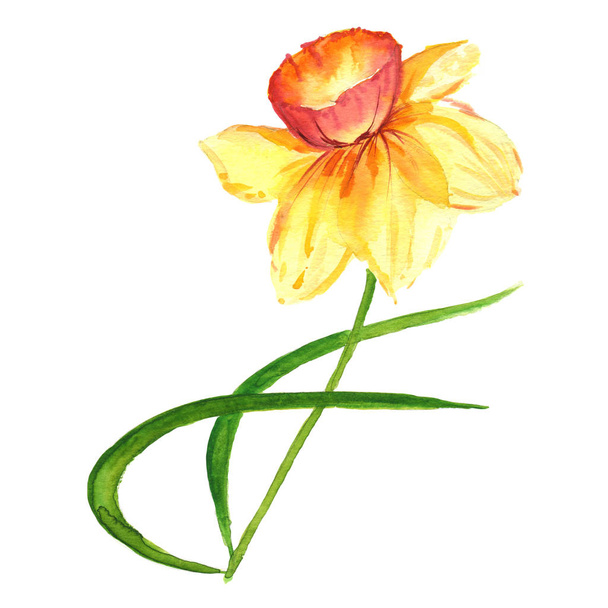 Vadvirág nárcisz virág elszigetelt akvarell stílusú. - Fotó, kép