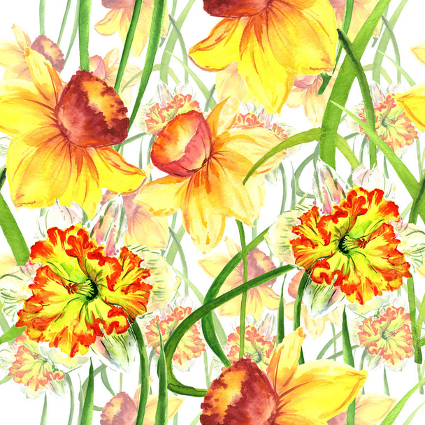 Wildflower Narcissus flower pattern in a watercolor style isolated. - Photo, Image