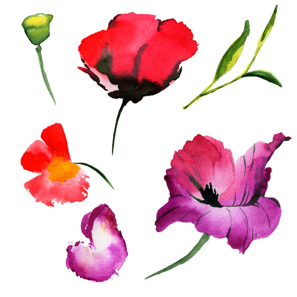 Fleurs sauvages fleur de pavot dans un style aquarelle isolé
. - Photo, image