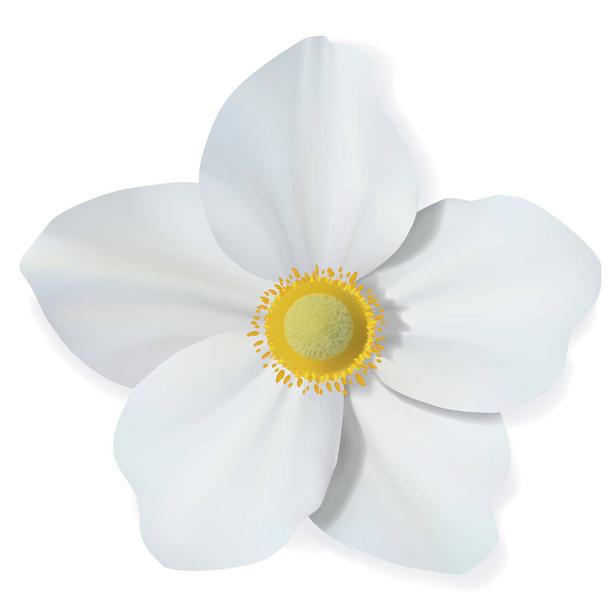 Flor branca Narciso isolada sobre fundo branco. Linda flor de malha vetorial
. - Vetor, Imagem
