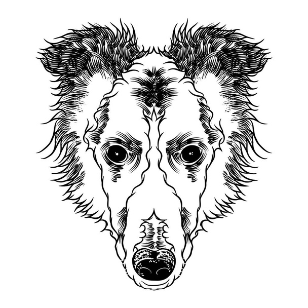 Portrait of  Collie doggy - Vector, Image