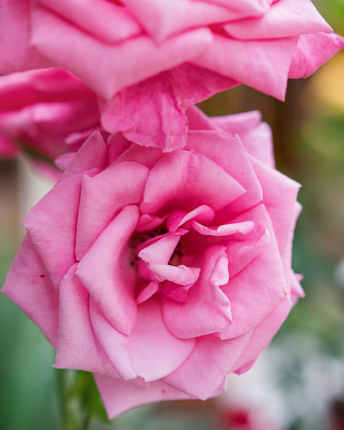 rosa wilde Rose - schöne Blütenpflanze rosa - Foto, Bild