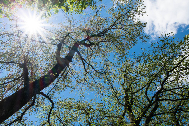 Zonnige dag onder boom takken gebladerte en heldere blauwe hemel, warm en mooi weer. Abstracte achtergrond. - Foto, afbeelding
