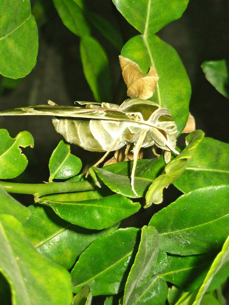 Vlinders zijn groen en wit op kaffir limoenbladeren. - Foto, afbeelding