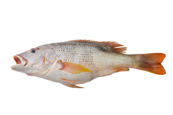 perca o peces rojos aislados sobre fondo blanco
 - Foto, imagen