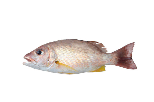 Beyaz arkaplanda izole edilmiş balık - Fotoğraf, Görsel
