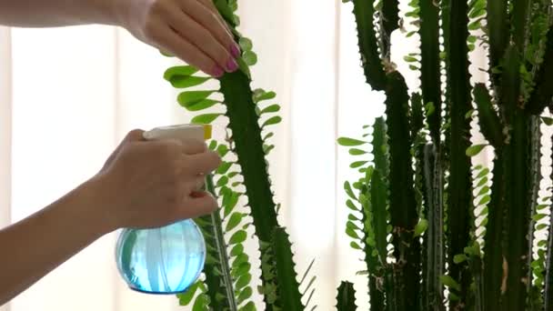Female hand water spraying cactus. - Footage, Video