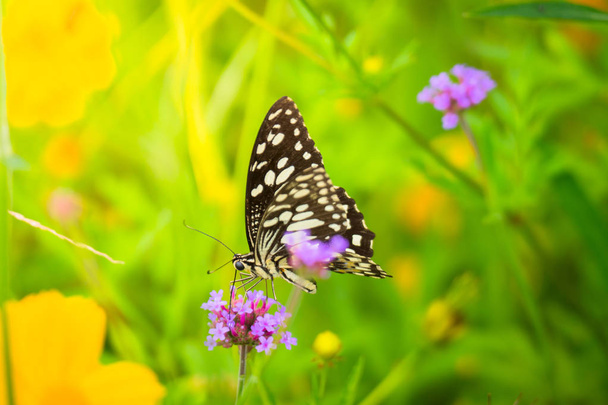 Borboleta bonita na flor colorida
 - Foto, Imagem