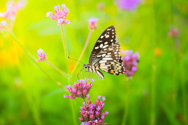 カラフルな花の美しい蝶 - 写真・画像