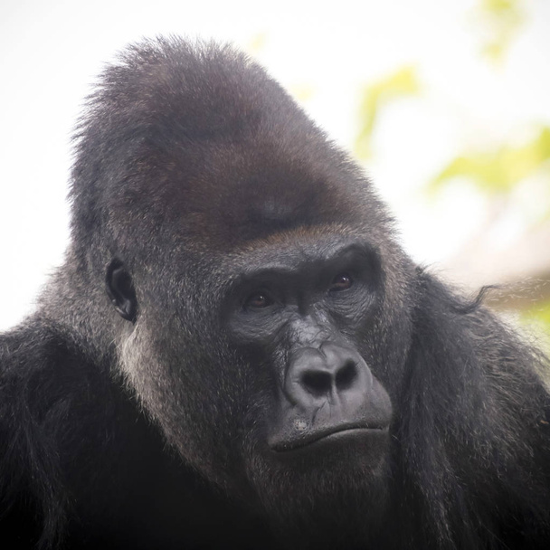A Portrait of a Western Lowland Silverback Gorilla - Photo, Image