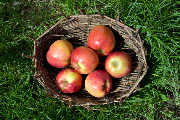 Red apples in an old basket. Green grass around.  - Photo, image