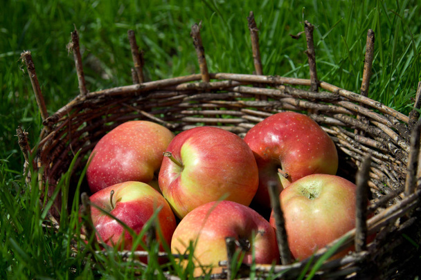 Red apples in an old basket. Green grass around.  - Фото, изображение