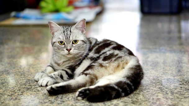GIANT é um gato americano de cabelo curto
 - Foto, Imagem