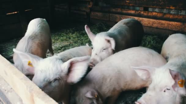 Porquinho andando na palha com etiquetas nas orelhas na fazenda de suínos
 - Filmagem, Vídeo