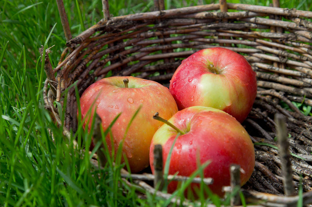 Three wet apples in an old basket. Green grass around.  - Foto, Imagen